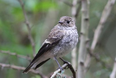 Bonte vliegenvanger - Pied flycatcher -  Ficedula hypoleuca