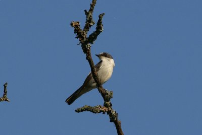 Withalsvliegenvanger - Collared flycatcher - Ficedula albi collis