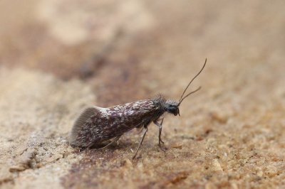 Eriocrania semipurpurella - Variabele purpermot