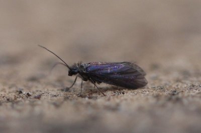 Eriocrania semipurpurella - Variabele purpermot