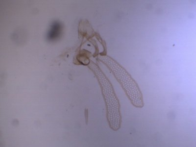 Ectoedemia subbimaculella - Gespleten eikenblaasmijnmot