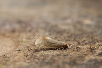 Nematopogon swammerdamella - Bleke langsprietmot