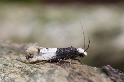 Tineidae - Echte motten