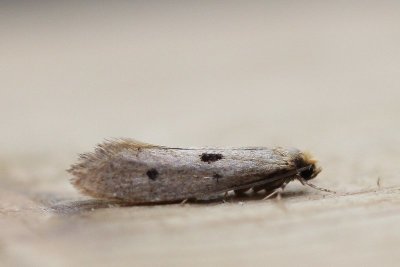 Tinea trinotella - Gele pelsmot