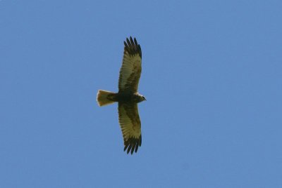 Bruine kiekendief