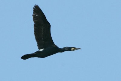 Aalscholver