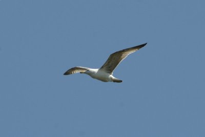 Juveniele Geelpootmeeuw