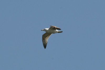 Juveniele Geelpootmeeuw