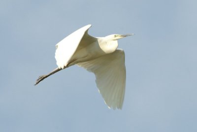 Grote zilverreiger