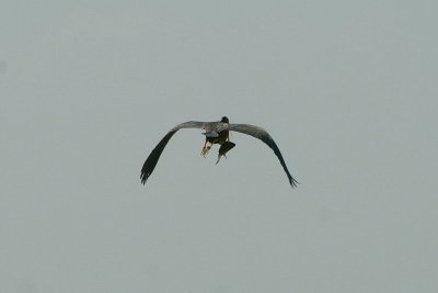 Purperreiger