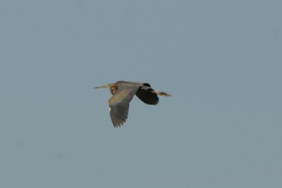 Purperreiger