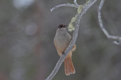 Taiga gaai