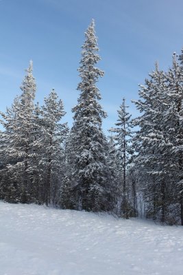 Taiga