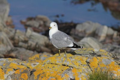 Stormmeeuw - Common gull - Larus canus 