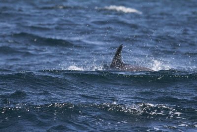 Witflankdolfijn - Atlantic white sided dolphin - Lagenorhynchus acutus 