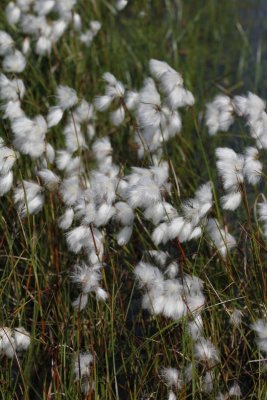 Veenpluis - Common cottongrass - Eriophorum angustifolium 