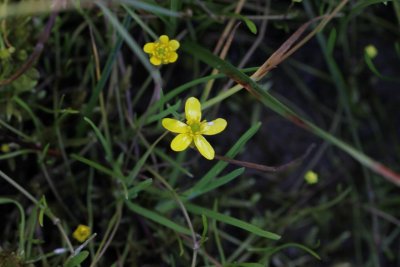 Egelboterbloem -  Ranunculus flammula 