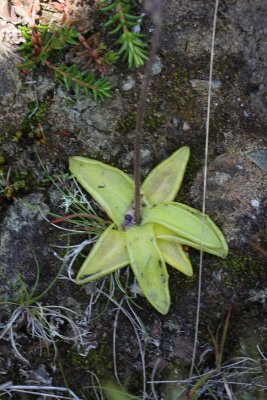 Blaasjeskruidfamilie - Lentibulariaceae