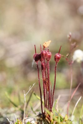 Arctische dophei - Arctic bell-heather - Cassiope tetragona 