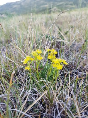 Steenbreekfamilie - Saxifragaceae