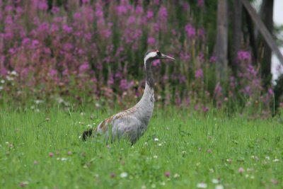 Kraanvogel - Crane - Grus grus - Asarna - Zweden