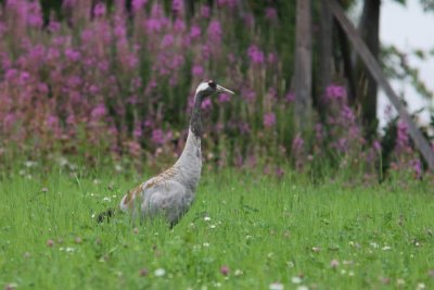 Kraanvogel - Crane - Grus grus - Asarna - Zweden