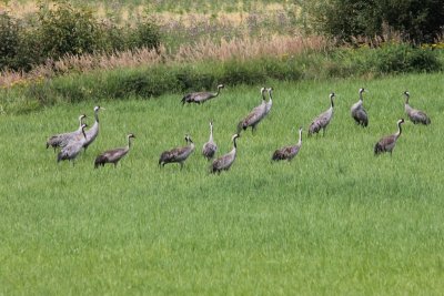 Kraanvogel - Crane - Grus grus
