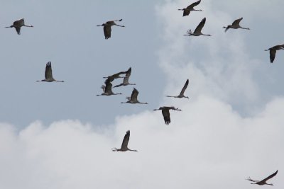 Kraanvogel - Crane - Grus grus 