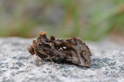 Donkere jota uil - Beautiful golden Y - Autographa pulchrina 