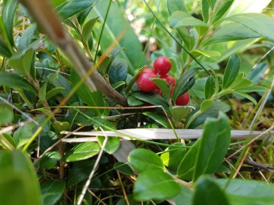 Rode bosbes -Lingonberry - Vaccinium vitis-idaea