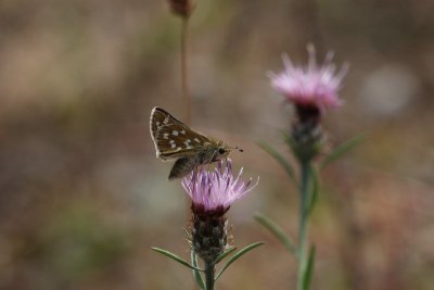 Hesperia comma - Kommavlinder