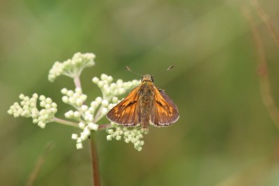 Ochlodes sylvanus - Groot dikkopje