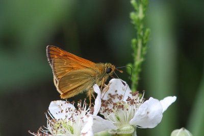 Ochlodes sylvanus - Groot dikkopje