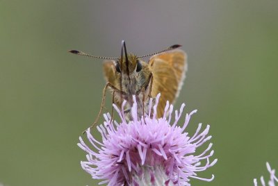 Ochlodes sylvanus - Groot dikkopje