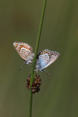 Plebejus argus - Heideblauwtje