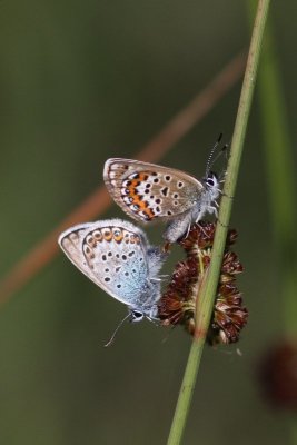 Plebejus argus - Heideblauwtje