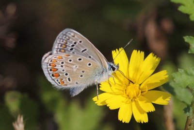 Polyommatus icarus - Icarusblauwtje