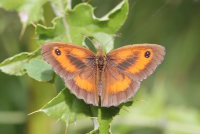 Pyronia tithonus - Oranje Zandoogje