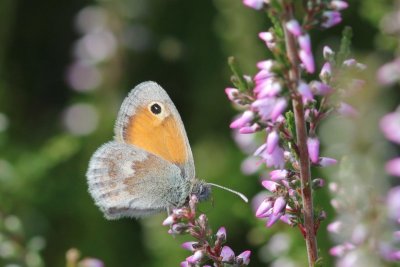 Coenonympha pamphilus - Hooibeestje