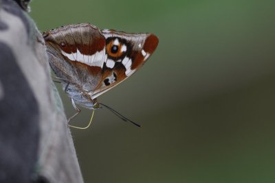 Apatura iris - Grote weerschijnvlinder