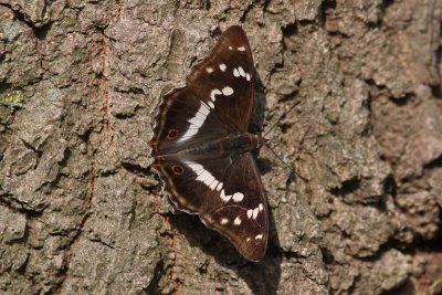 Apatura iris - Grote weerschijnvlinder