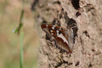 Apatura iris - Grote weerschijnvlinder
