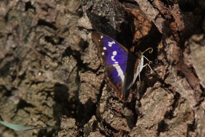 Apatura iris - Grote weerschijnvlinder