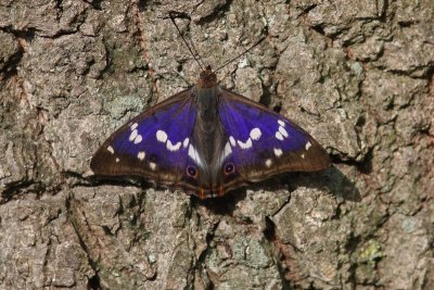 Apatura iris - Grote weerschijnvlinder