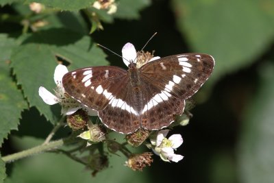 Limenitis camilla - Kleine ijsvogelvlinder