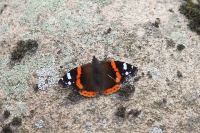 Vanessa atalanta - Atalanta