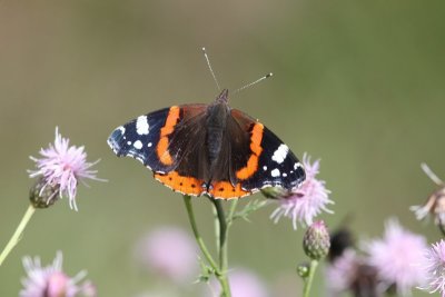 Vanessa atalanta - Atalanta