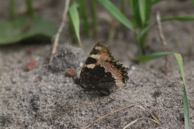 Aglais urticae - Kleine vos