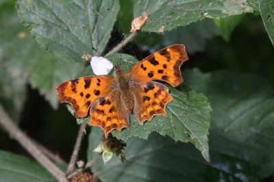 Polygonia c-album - Gehakkelde aurelia