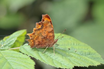 Polygonia c-album - Gehakkelde aurelia